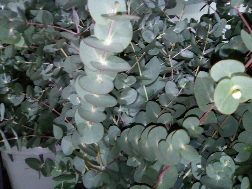 Foto 1 eucalipto 