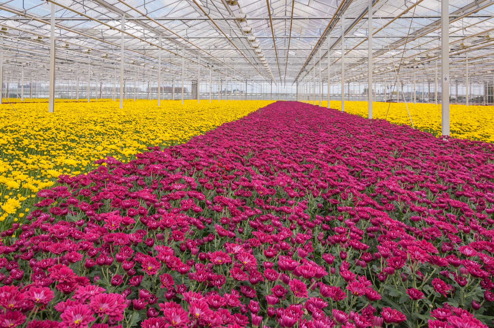 ¿Buscas flor fresca para tu floristería?