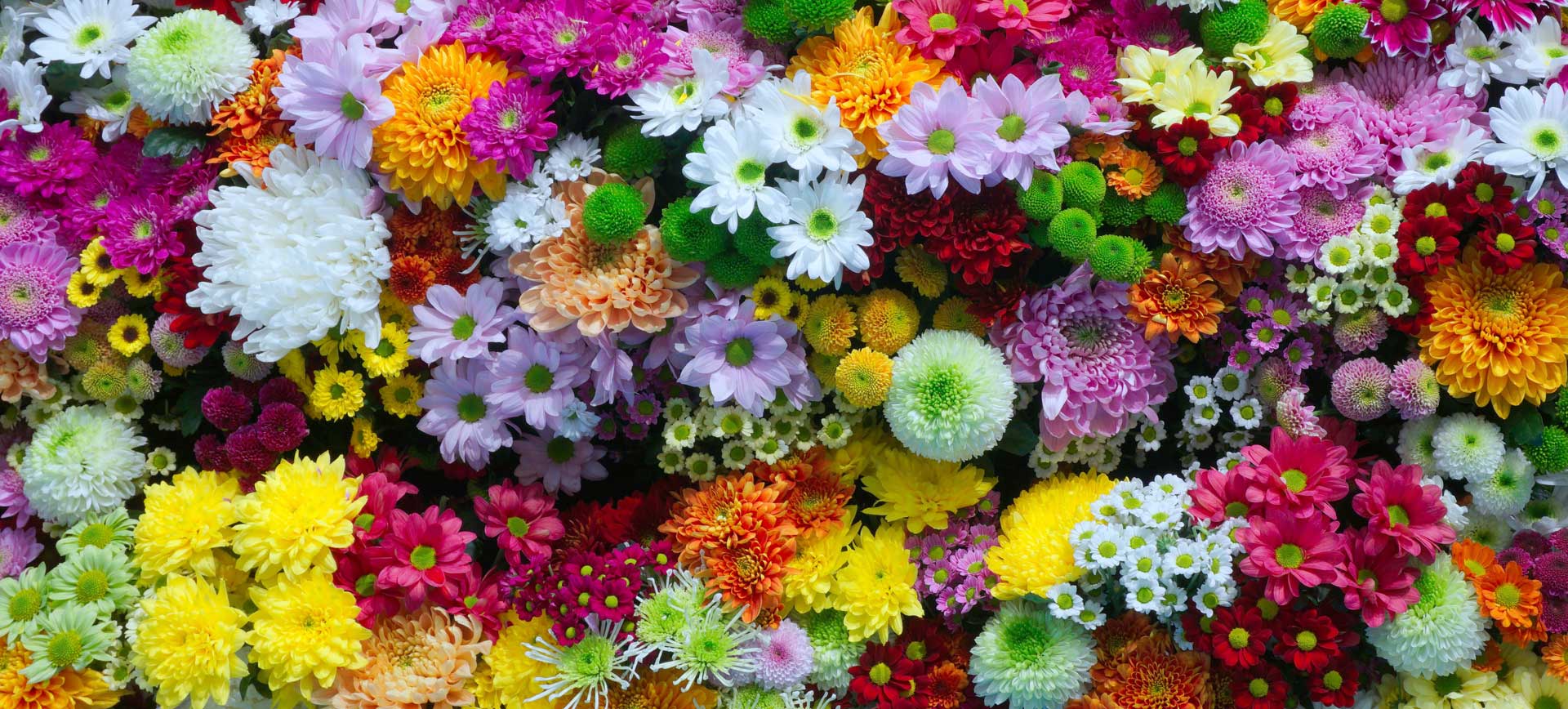 Compra de flores al por mayor