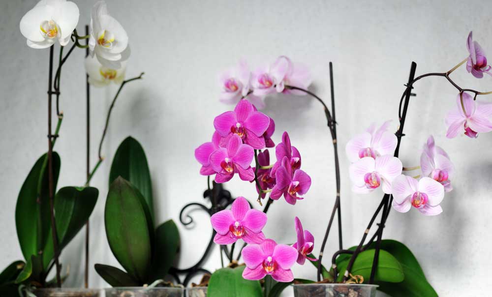 Flores más demandadas a tu disposición
