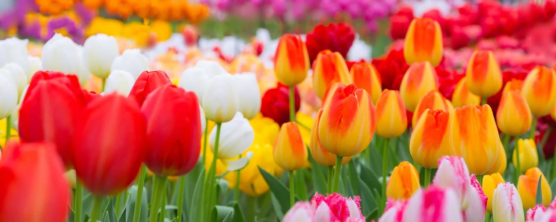 Flores frescas durante más tiempo
