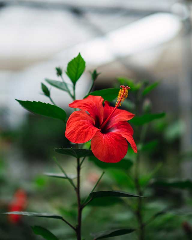 Producción de flores propia en San Cibrao das Viñas