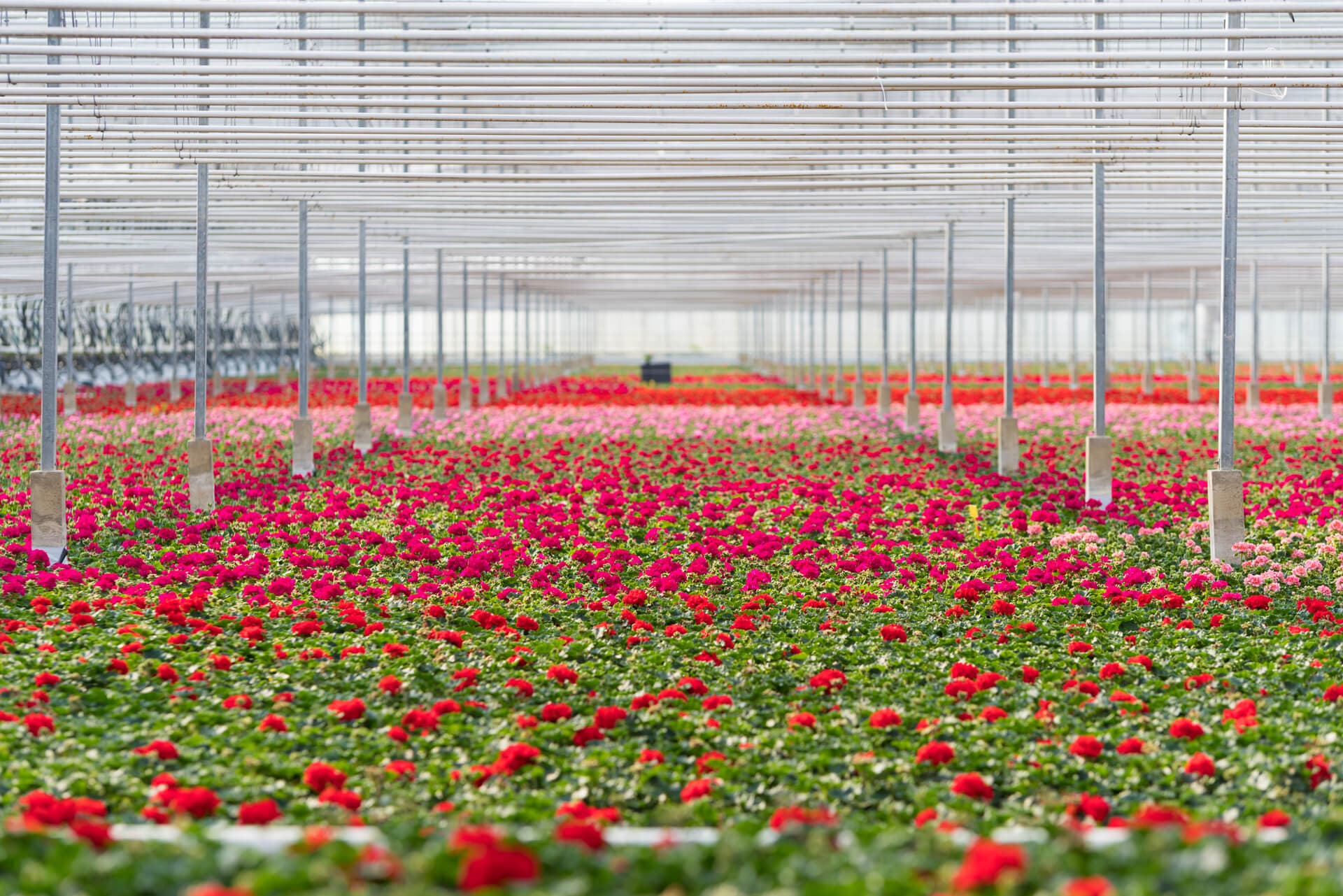 Producción propia de flores