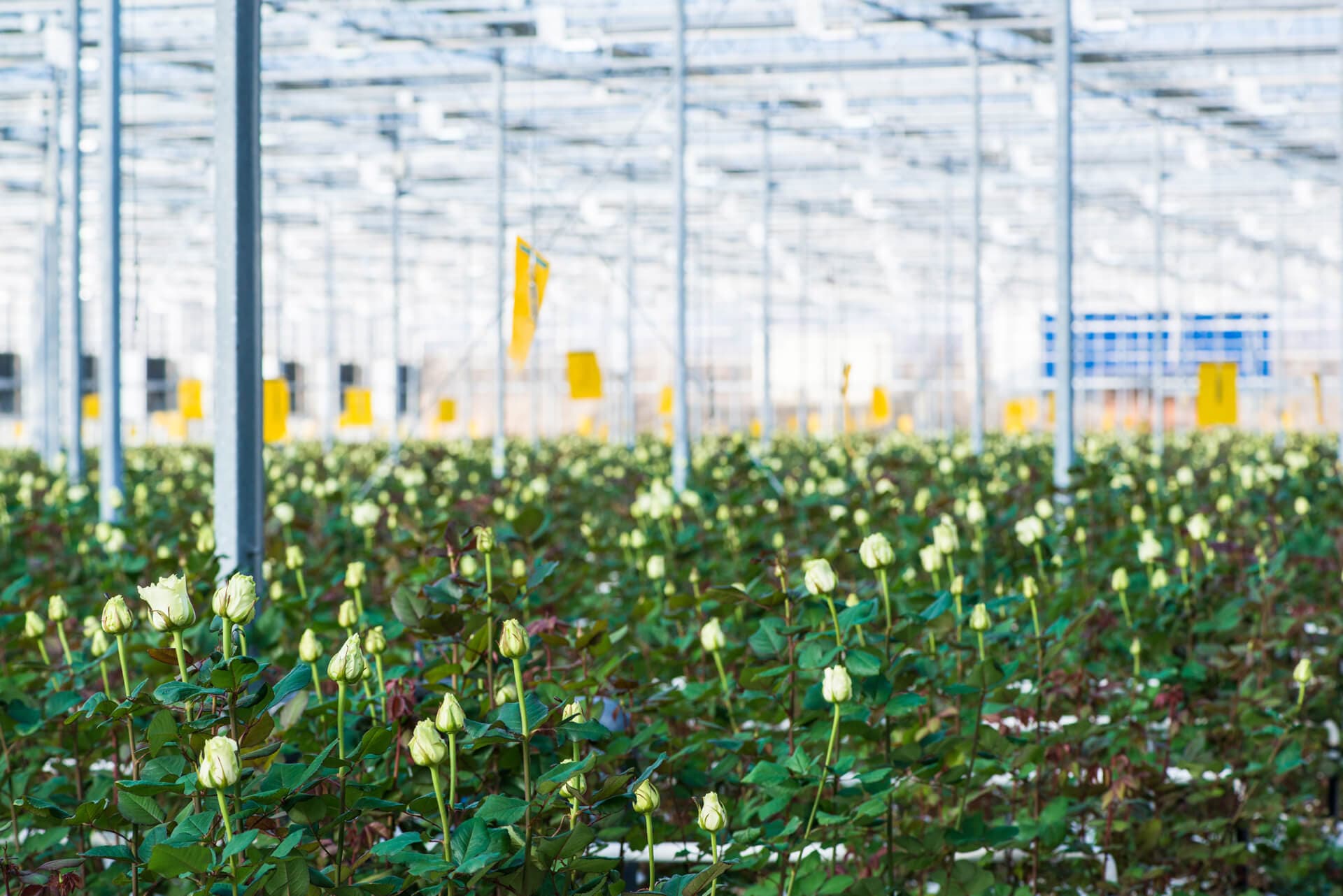 Respetamos el crecimiento natural de las flores y plantas