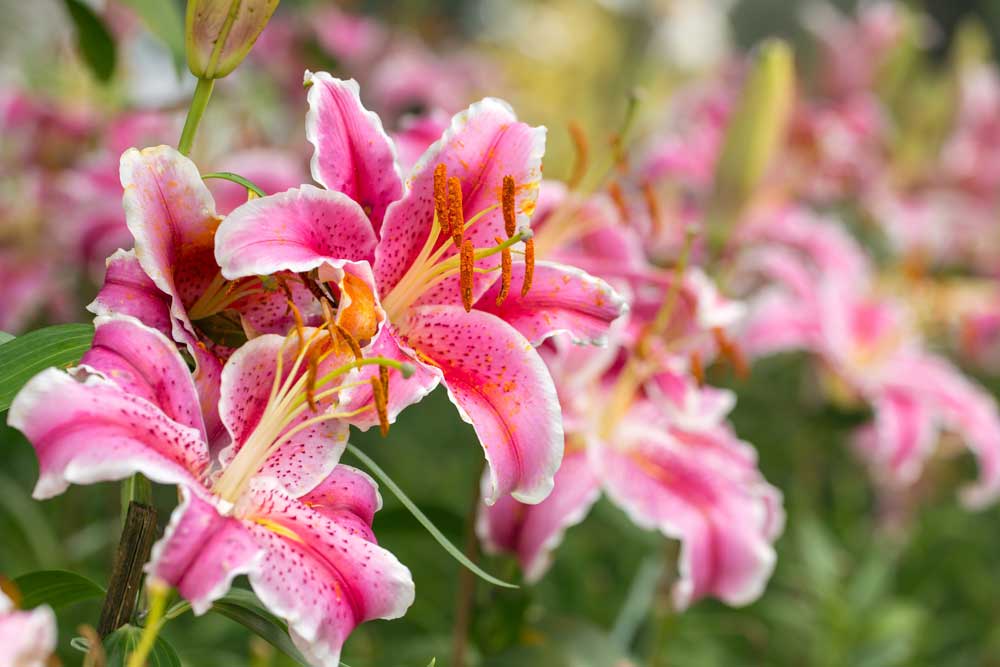 Respetamos el crecimiento natural de las flores y plantas