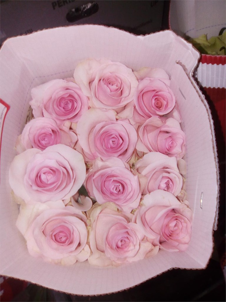 Foto 1 rosas 