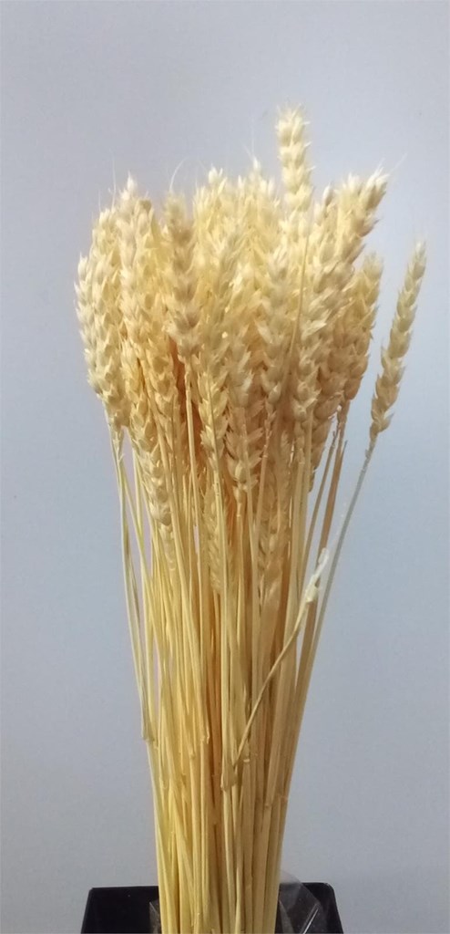 Foto 1 trigo seco natural