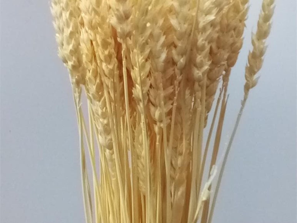 trigo seco natural