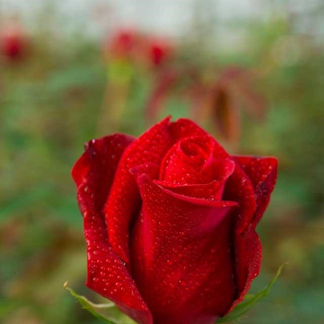 Venta de flores al por mayor